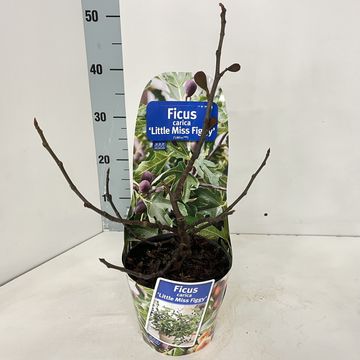 Ficus carica LITTLE MISS FIGGY