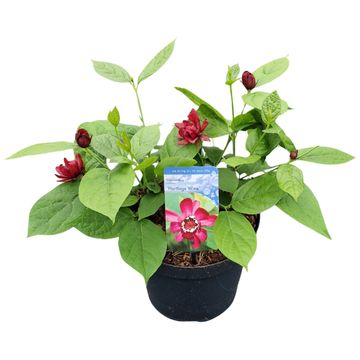 Calycanthus MIX