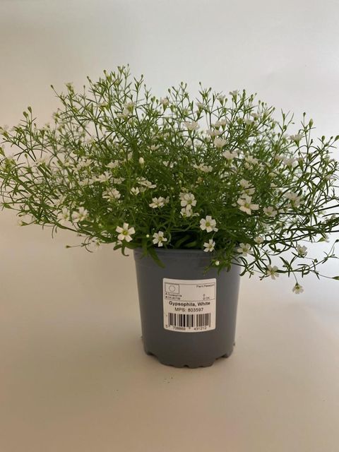 Gypsophila muralis GYPSY WHITE