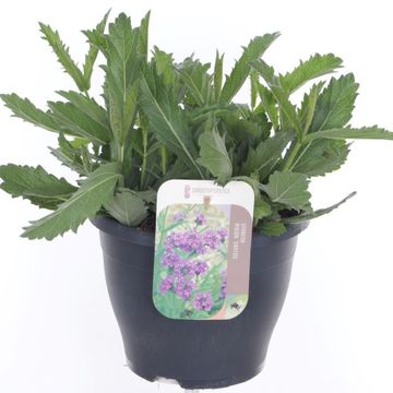 Verbena rigida