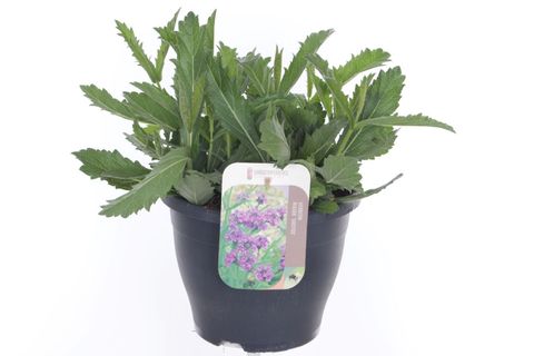 Verbena rigida