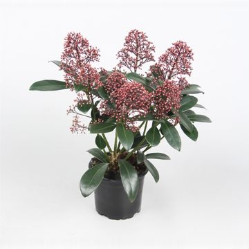 Skimmia japonica 'Rubella'