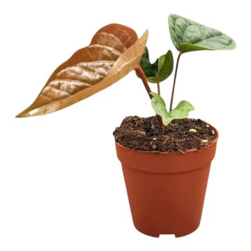 Anthurium radicans x luxurians