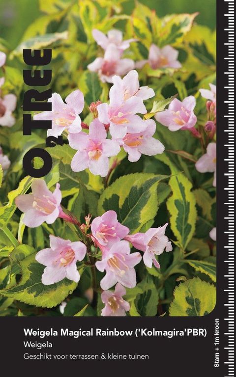 Weigela florida MAGICAL RAINBOW