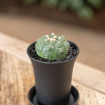 Astrophytum asterias 'Kikko Lizard Skin'