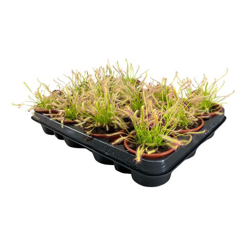 Drosera capensis