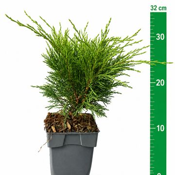 Juniperus sabina