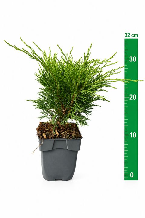 Juniperus sabina