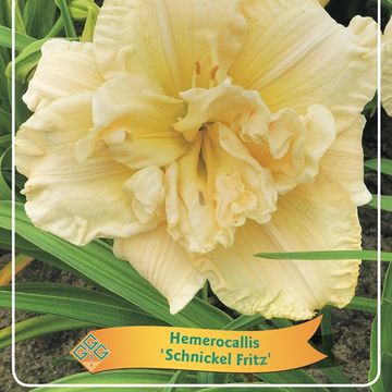 Hemerocallis 'Schnickel Fritz'