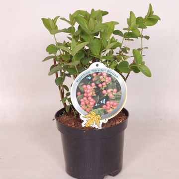 Hypericum MIRACLE BLOSSOM