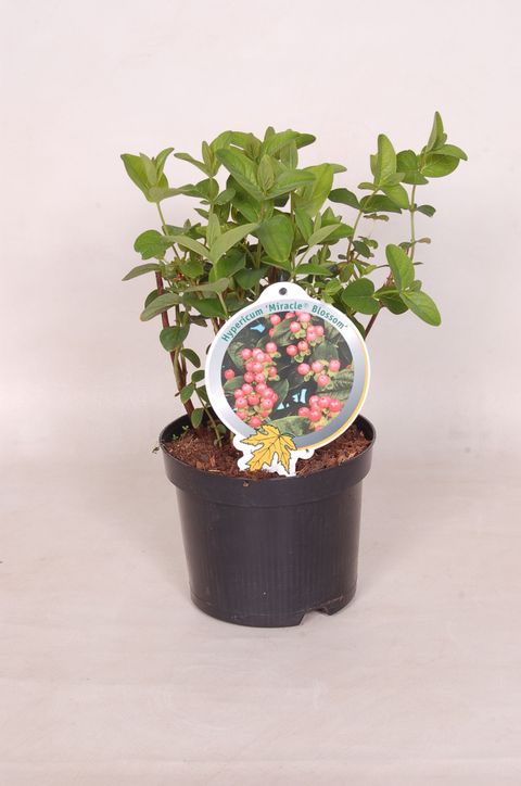 Hypericum MIRACLE BLOSSOM