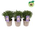 Aster ALPHA PURPLE ROCKET