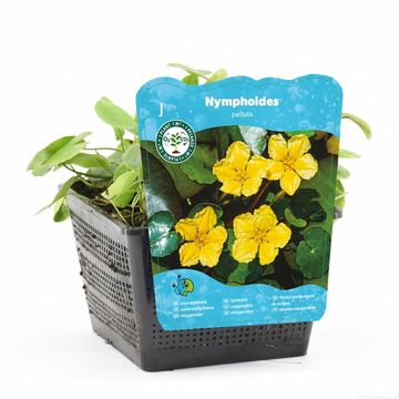 Nymphoides peltata