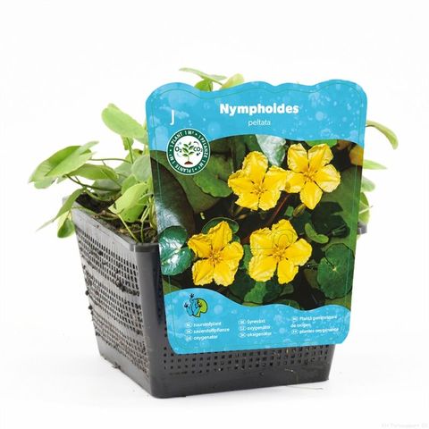 Nymphoides peltata