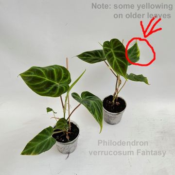 Filodendro verrucosum 'Fantasy'