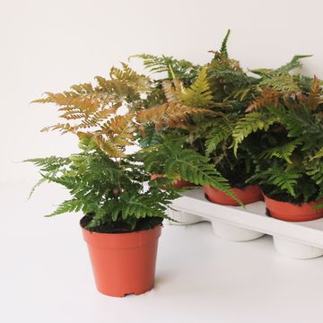 Dryopteris erythrosora