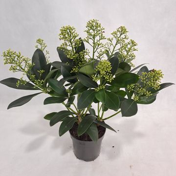 Skimmia japonica 'Finchy'