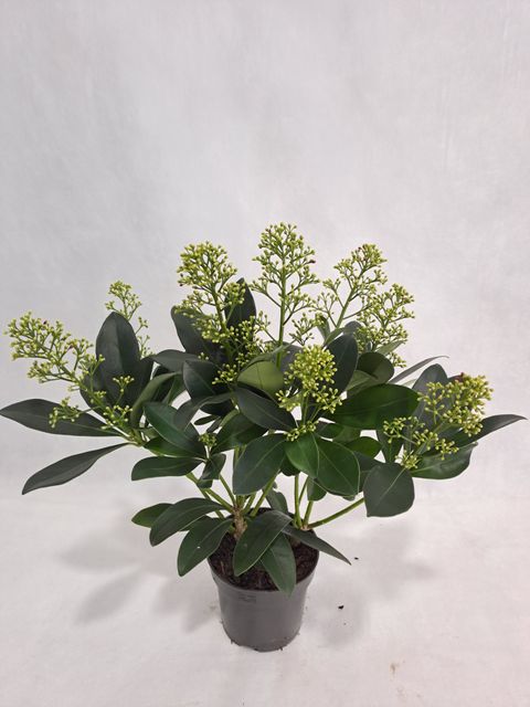 Skimmia japonica 'Finchy'