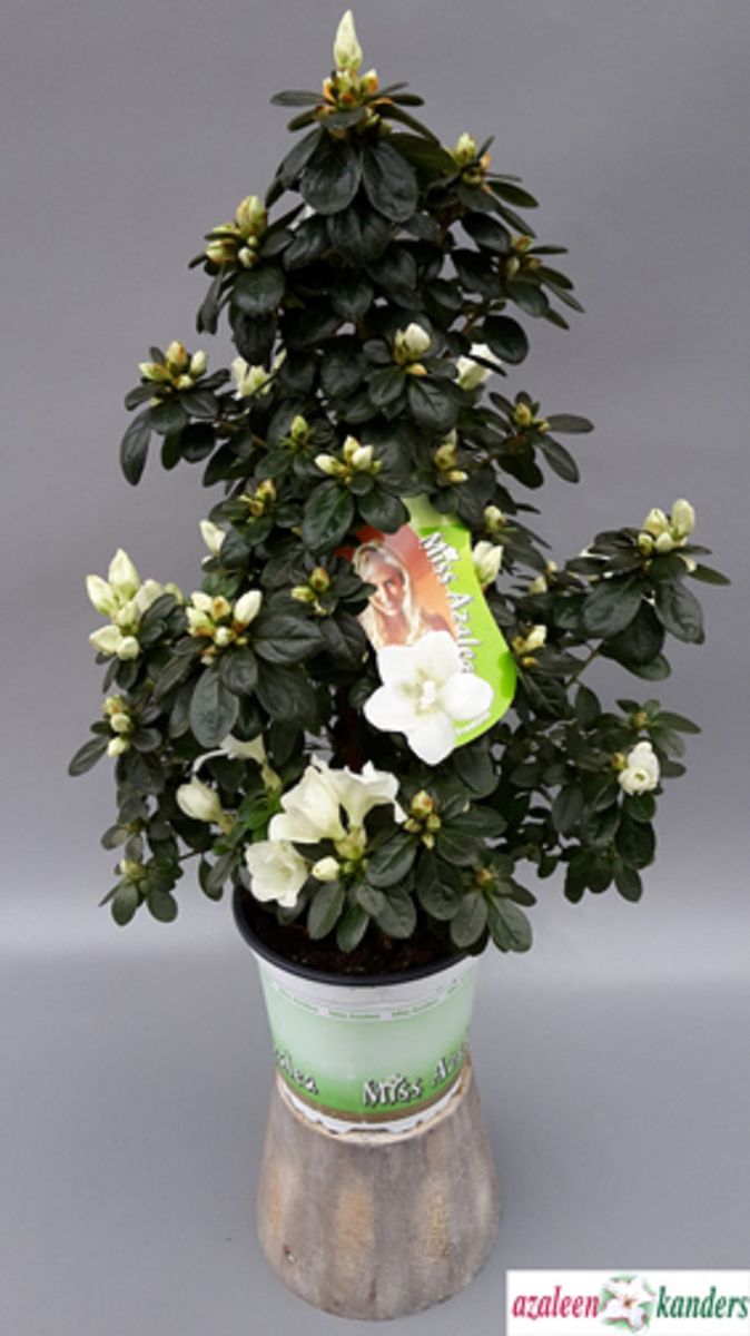 Rhododendron 'Fabienne' — Plant Wholesale FlorAccess