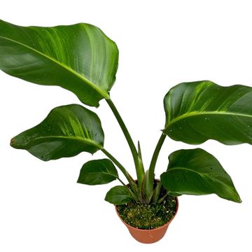 Strelitzia nicolai 'Variegata'