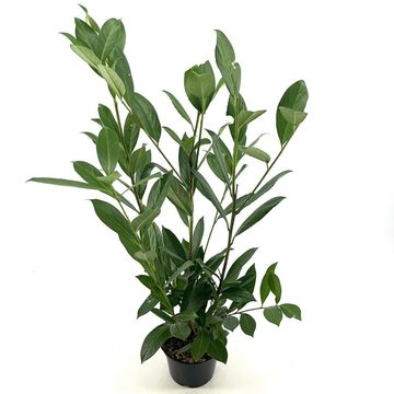 Prunus laurocerasus 'Caucasica'