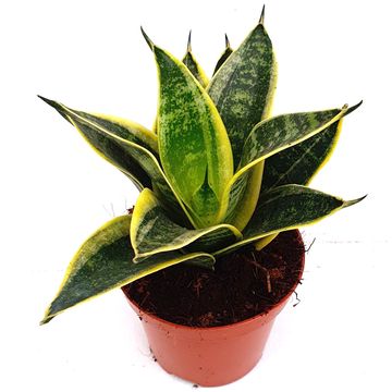 Sansevieria 'Ocean Star'