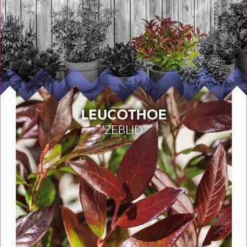 Leucothoe 'Зеблид'