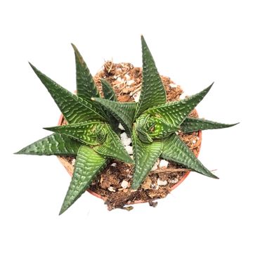 Haworthia limifolia