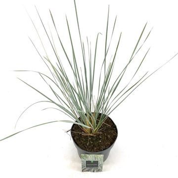 Helictotrichon sempervirens