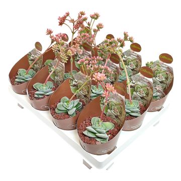 Crassula 'Coralita'