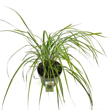 Calamagrostis x acutiflora 'Karl Foerster'