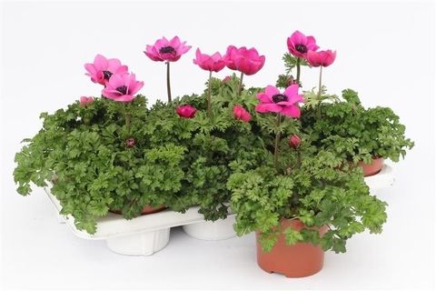 Anemone coronaria 'Harmony Orchid'