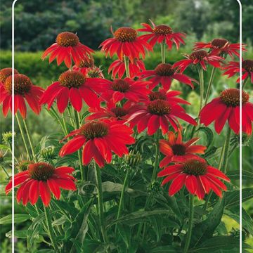 Echinacea LAKOTA RED