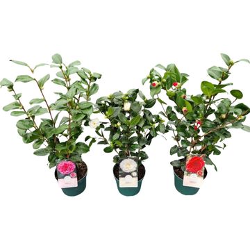 Camellia japonica MIX
