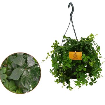 Parthenocissus 'Striatha'