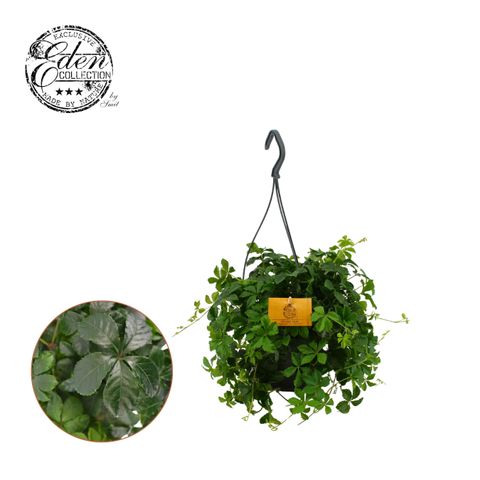 Parthenocissus 'Striatha'