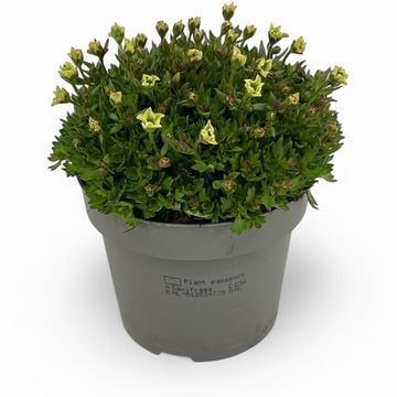 Saxifraga TOURAN LIMEGREEN