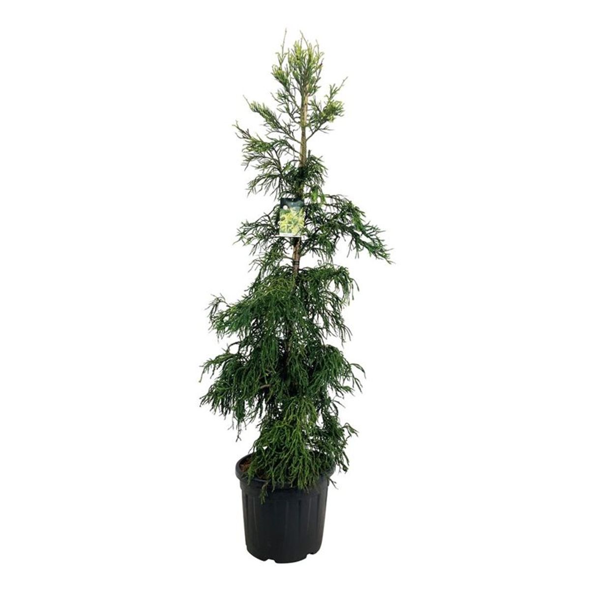 Cryptomeria japonica 'Kyara Gold' — Plant Wholesale FlorAccess