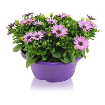 Osteospermum MARGARITA PURPLE