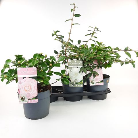 Camellia japonica MIX (Son & Koot)