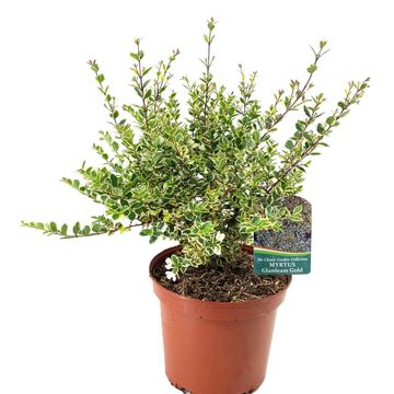 Luma apiculata 'Glanleam Gold'