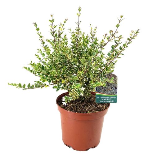 Luma apiculata 'Glanleam Gold'