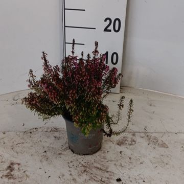 Erica carnea WINTERLADIES RED