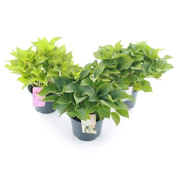 Hydrangea macrophylla MIX