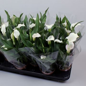 Zantedeschia 'Crystal Blush'