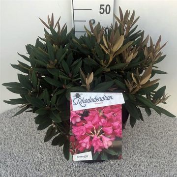 Rhododendron 'Winsome'