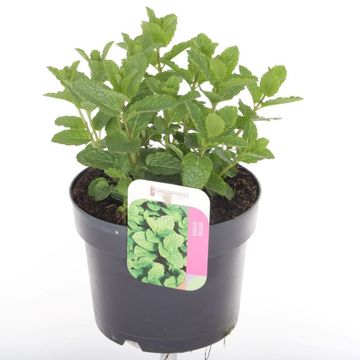 Mentha spicata 'Moroccan'