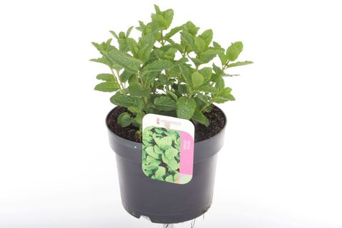 Mentha spicata 'Moroccan'