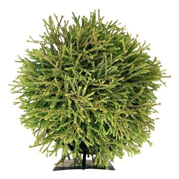 Thuja occidentalis 'Golden Tuffet'