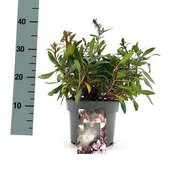 Gaura lindheimeri BABY BUTTERFLY DARK PINK